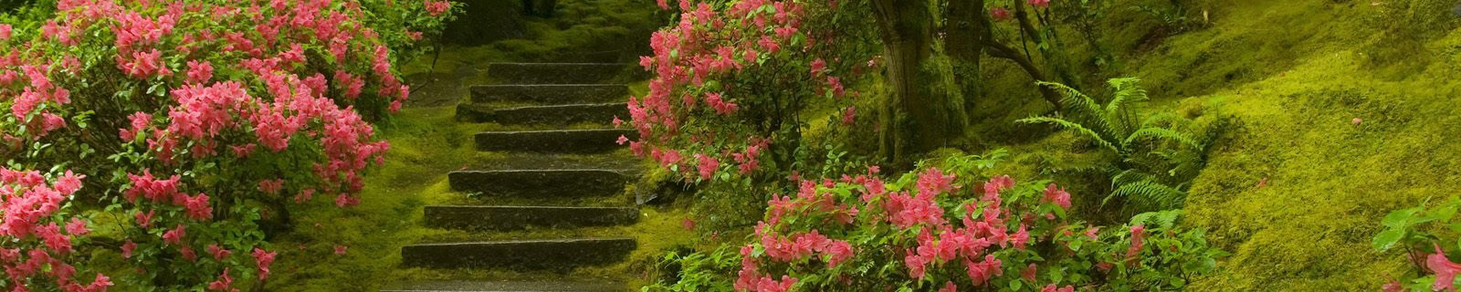 picture of garden